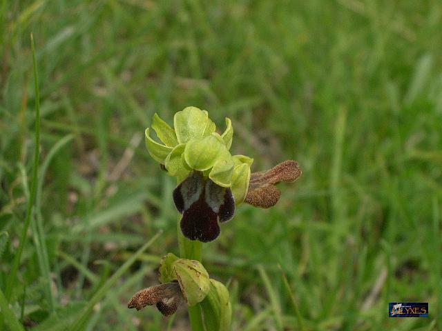 ophrys fusca.JPG